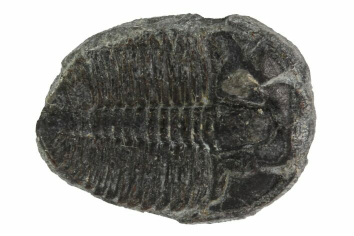 Elrathia Trilobite Fossil - Utah #97004